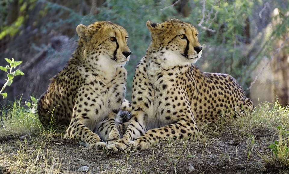 cheetah-2268955_960_720.jpg